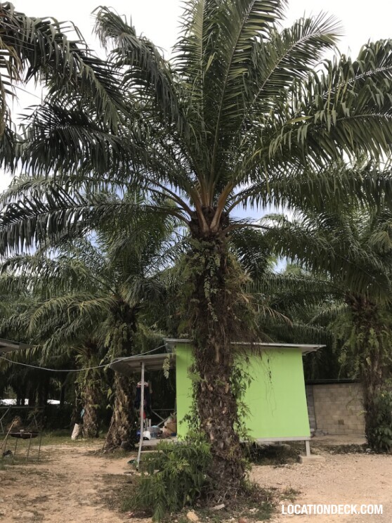 Honour Muay Thai Gym - Krabi, Thailand Filming Location