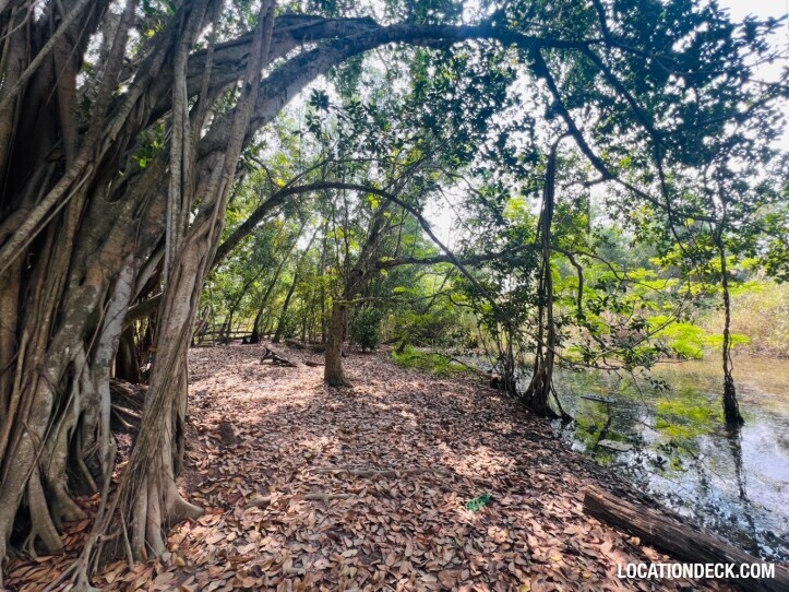 Country Garden Forest - Pathum Thani, Thailand Filming Location