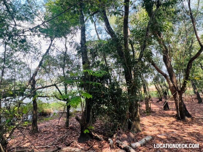 Country Garden Forest - Pathum Thani, Thailand Filming Location