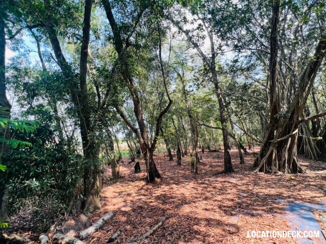 Country Garden Forest - Pathum Thani, Thailand Filming Location