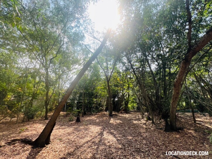 Country Garden Forest - Pathum Thani, Thailand Filming Location