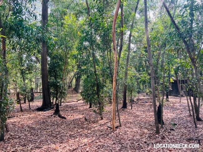 Country Garden Forest - Pathum Thani, Thailand Filming Location