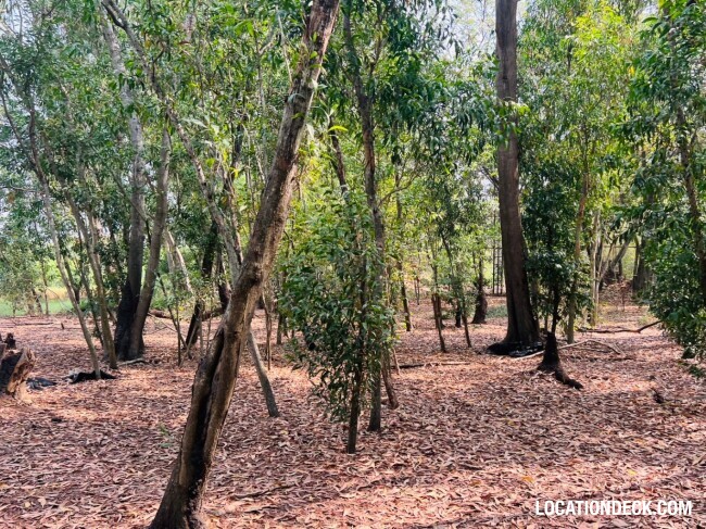 Country Garden Forest - Pathum Thani, Thailand Filming Location