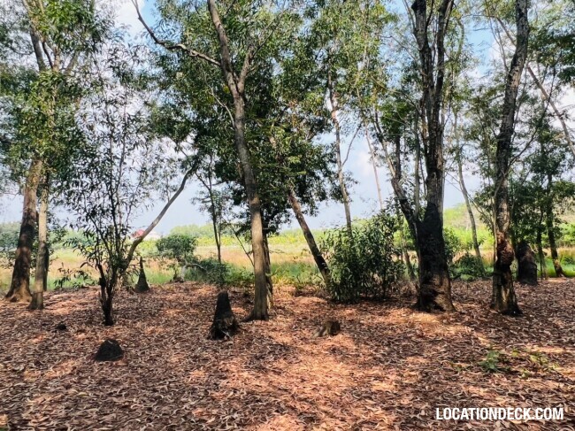 Country Garden Forest - Pathum Thani, Thailand Filming Location