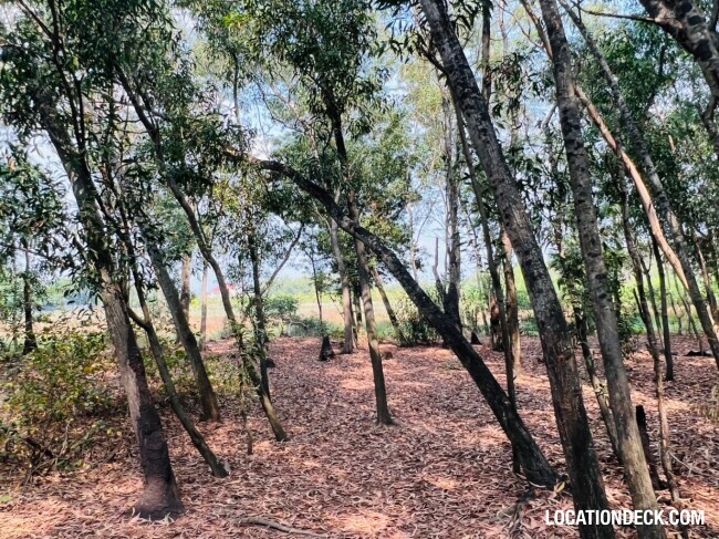 Country Garden Forest - Pathum Thani, Thailand Filming Location