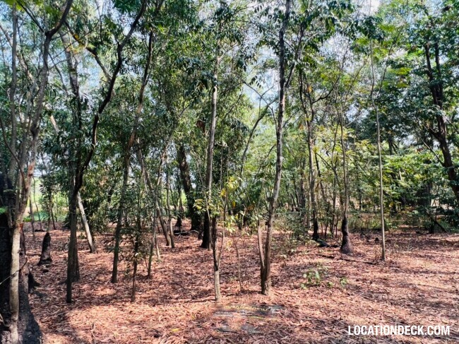 Country Garden Forest - Pathum Thani, Thailand Filming Location