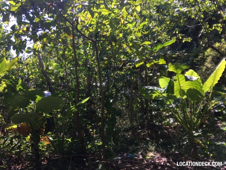 Rayavadee Jungle - Krabi, Thailand Filming Location