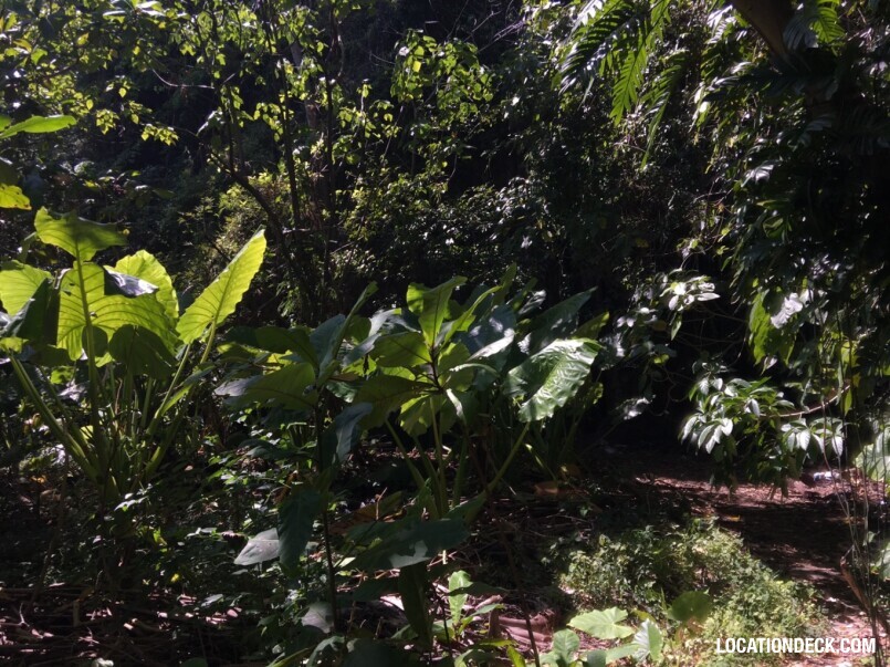 Rayavadee Jungle - Krabi, Thailand Filming Location